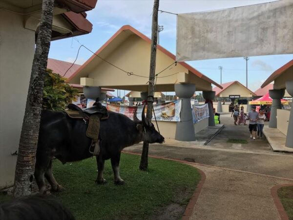 차모로 빌리지 교통 규제 규칙